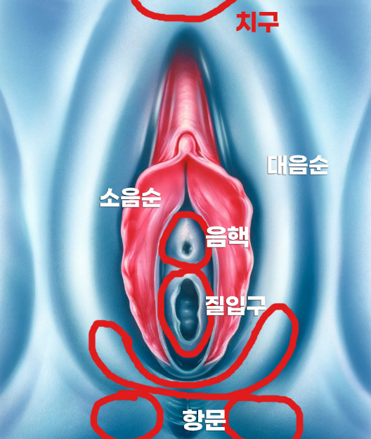 브라질리언 레이저 제모, 왜 사람마다 결과가 다를까? 관련 해부 구조 그림