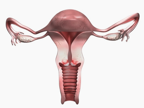 자궁경부암, 증상이 없어도 검사가 필요한가요? 관련 해부 구조 그림